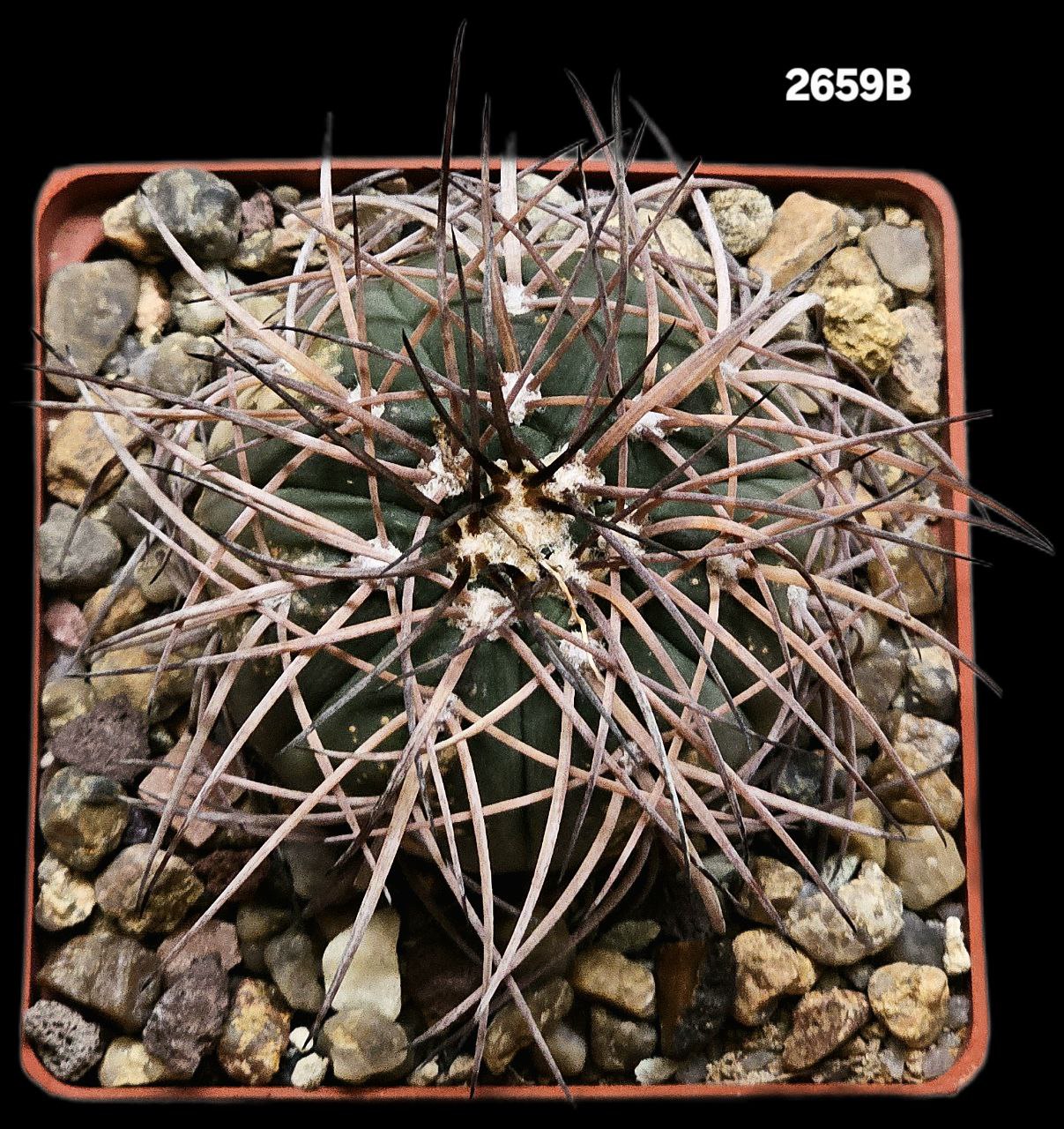 2659-1