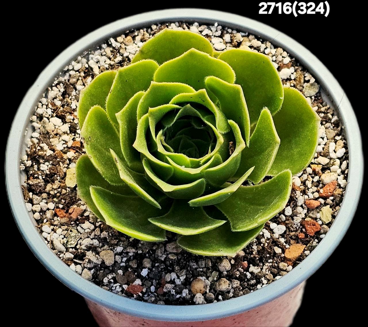 2716