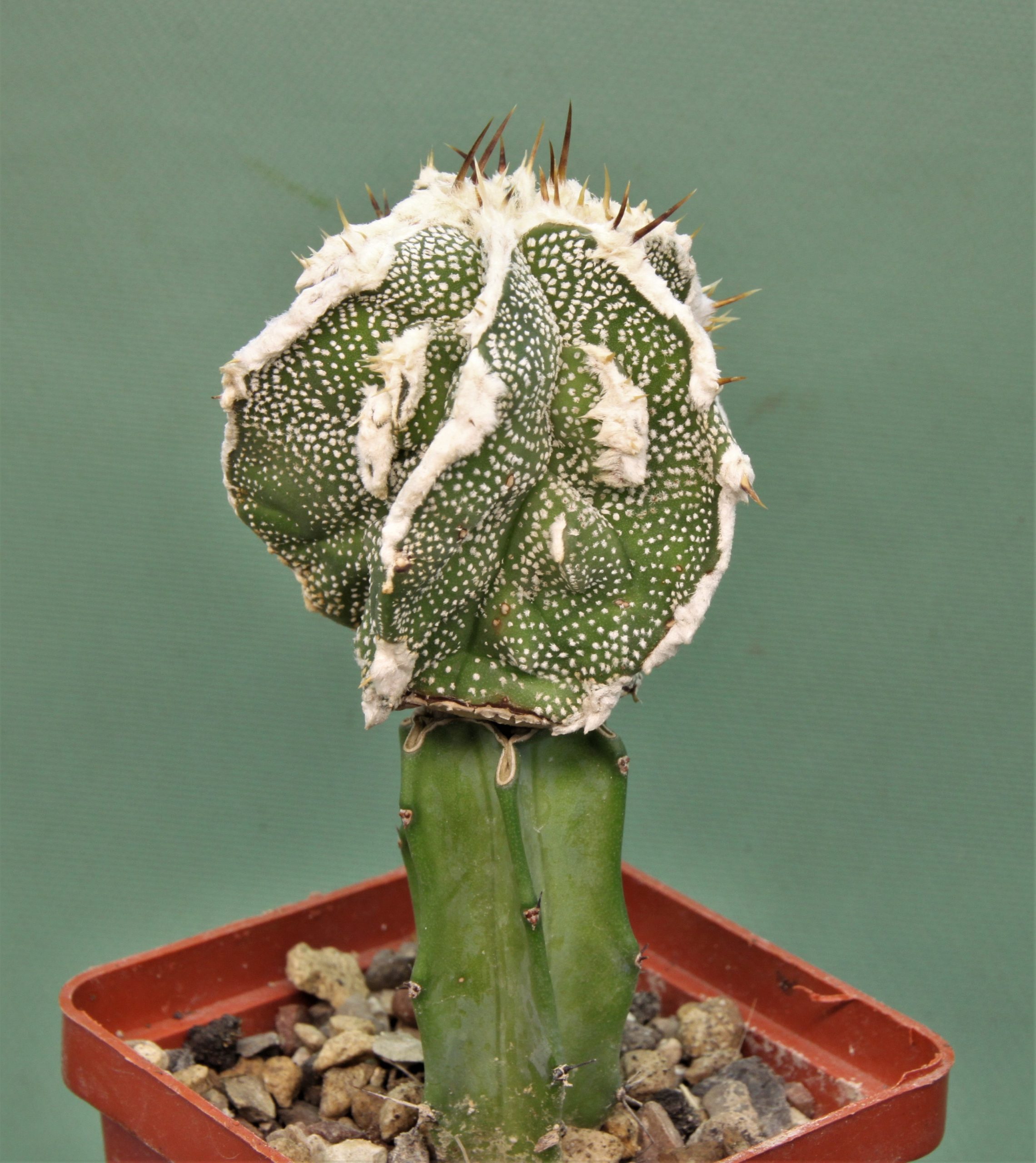 Аstrophytum ornatum ‘Dinozavr’ 1. Кубик 7х7см. 250грн