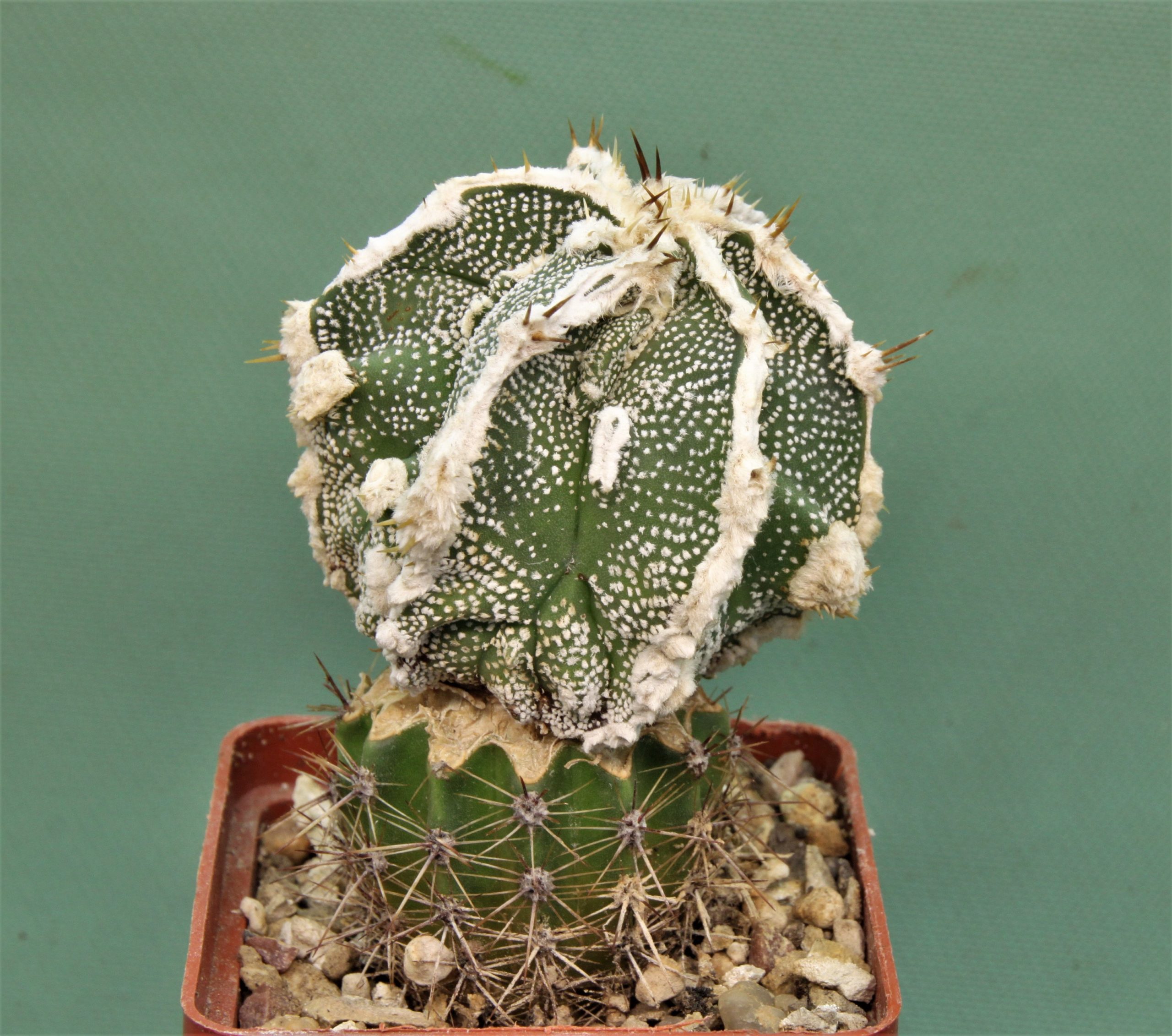 Аstrophytum ornatum ‘Dinozavr’ 2. Кубик 7х7см. 250грн