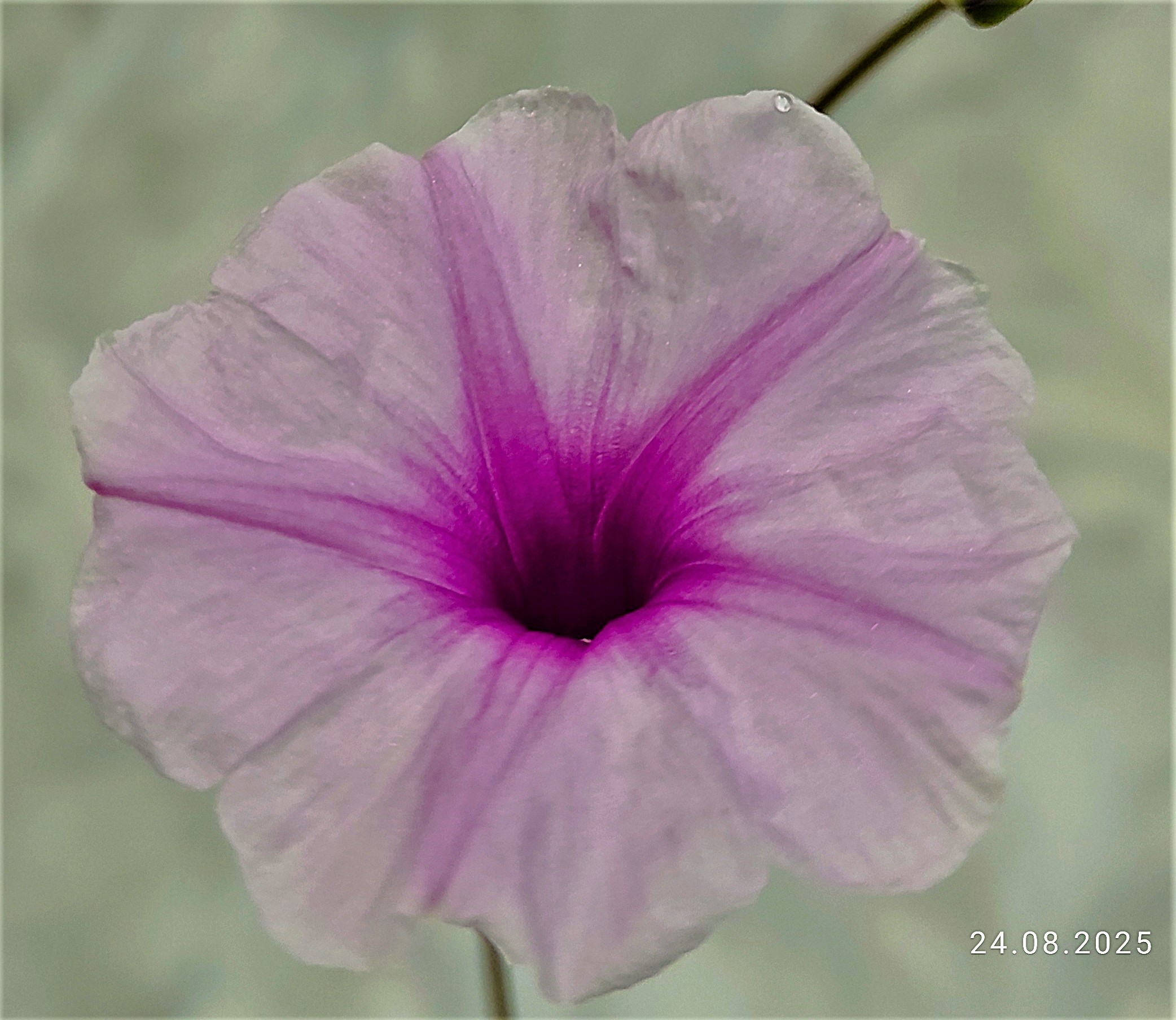 Ipomoea sp violet flower (Tanzania). Кубик 8х8см. 1200грн..