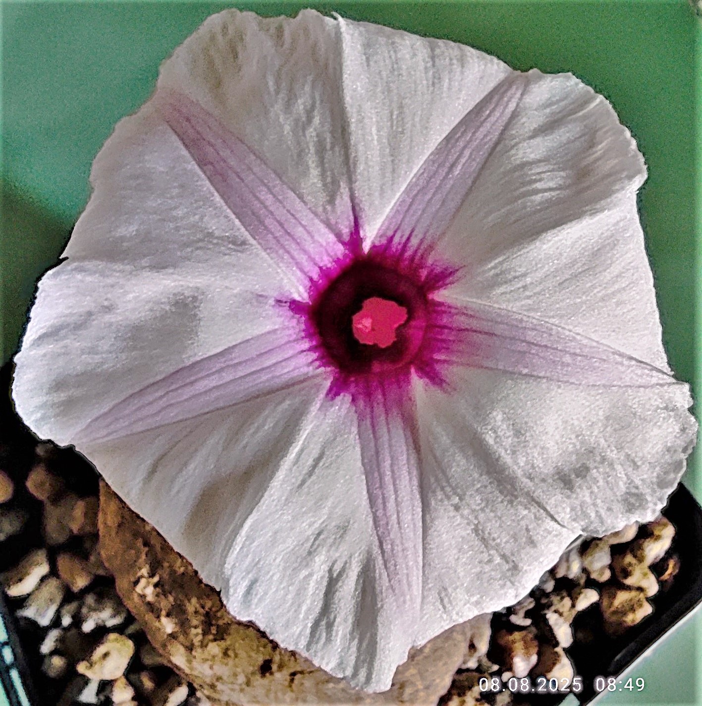 Ipomoea welwitschii