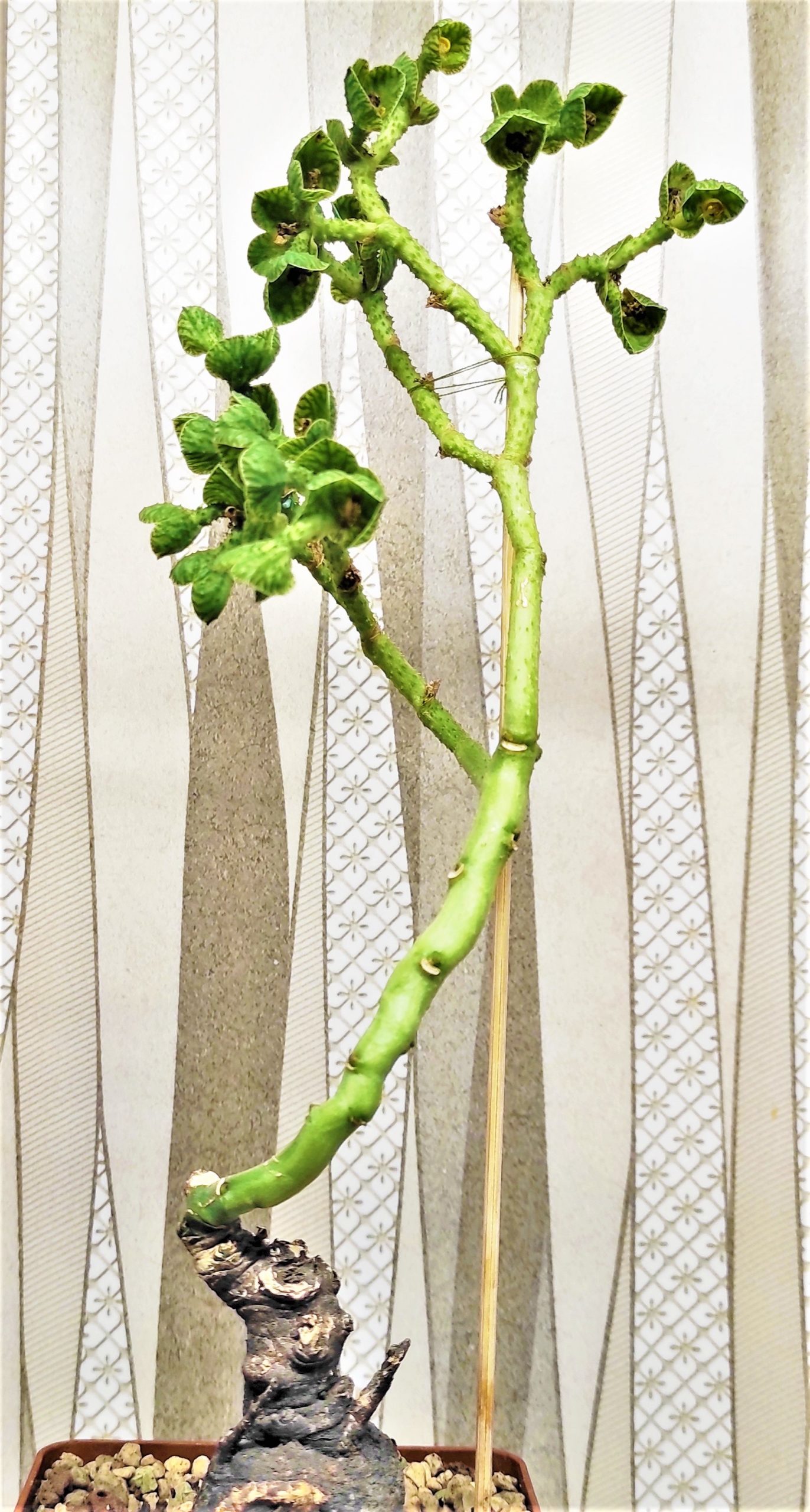 Monadenium echinulatum(Tanzania)