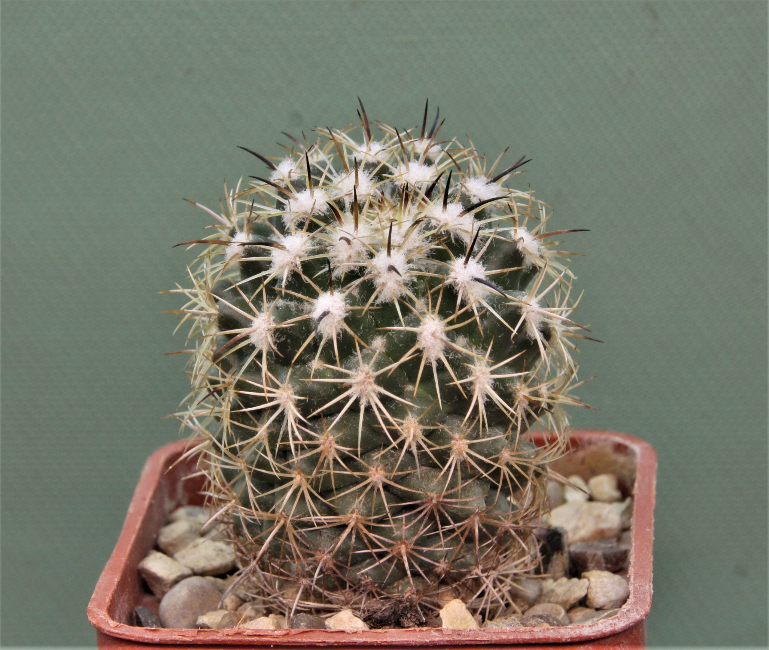 Сoryphantha calipensis-3. Кубик 6х6см. 120грн.