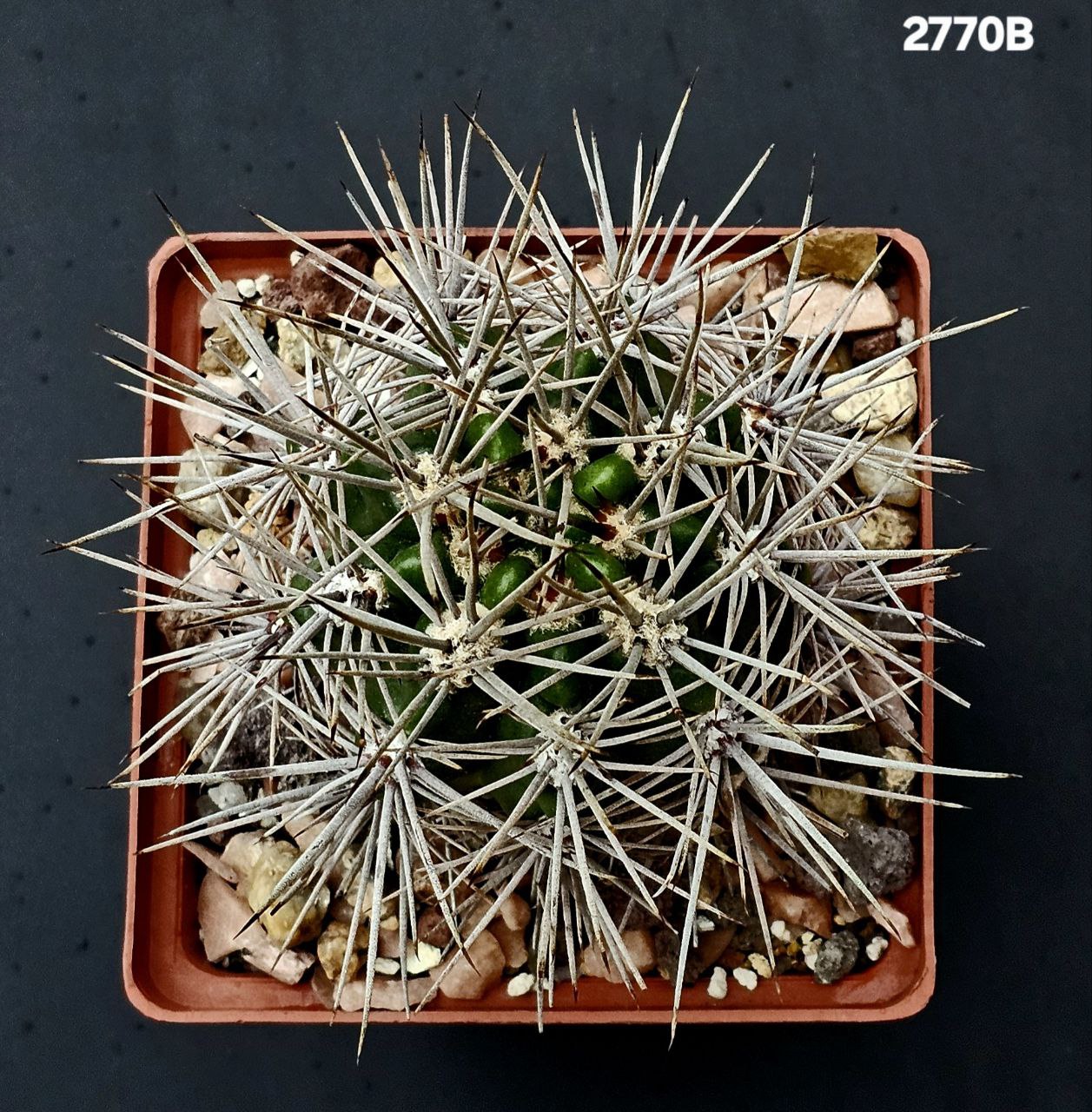 2770-1