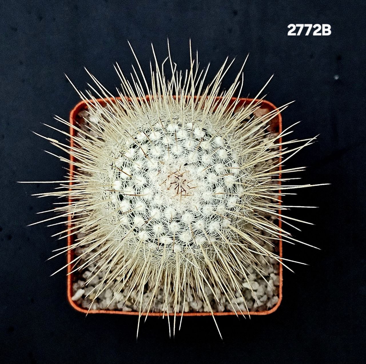 2772-1