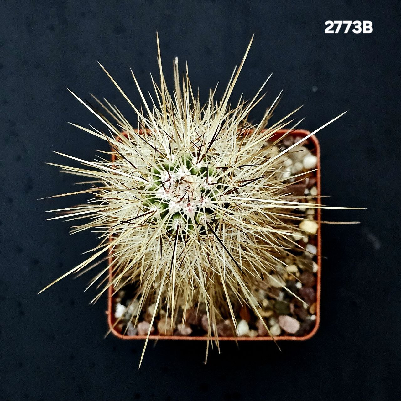 2773-1