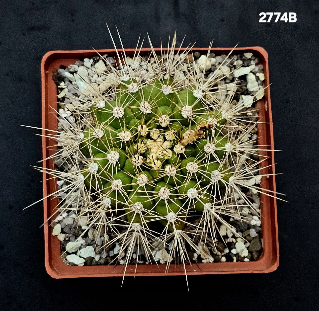 2774-1
