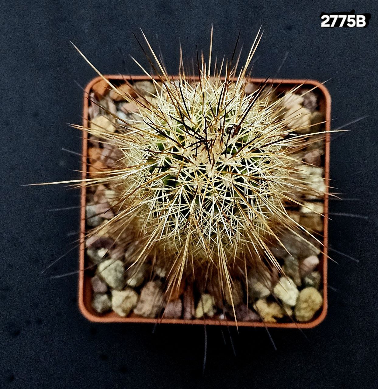 2775-1