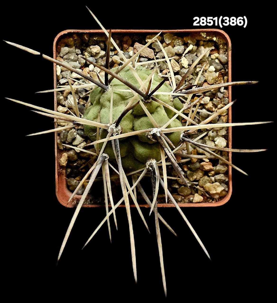 2851-1