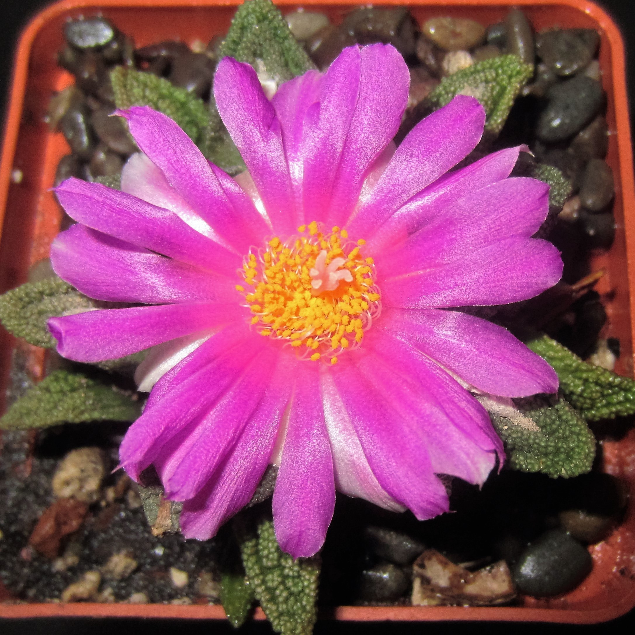 Ariocarpus fissuratus 18.