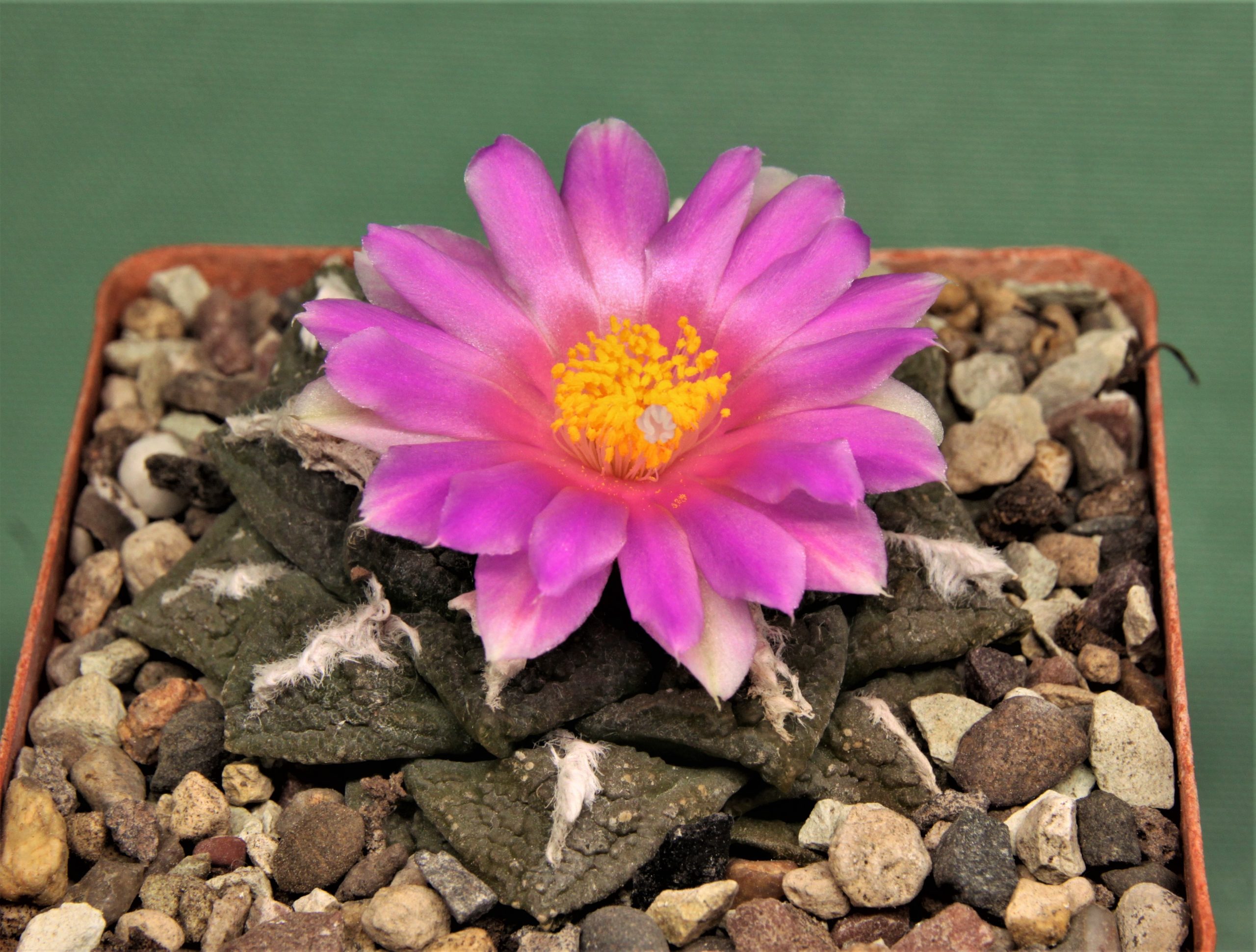 Ariocarpus fissuratus 22