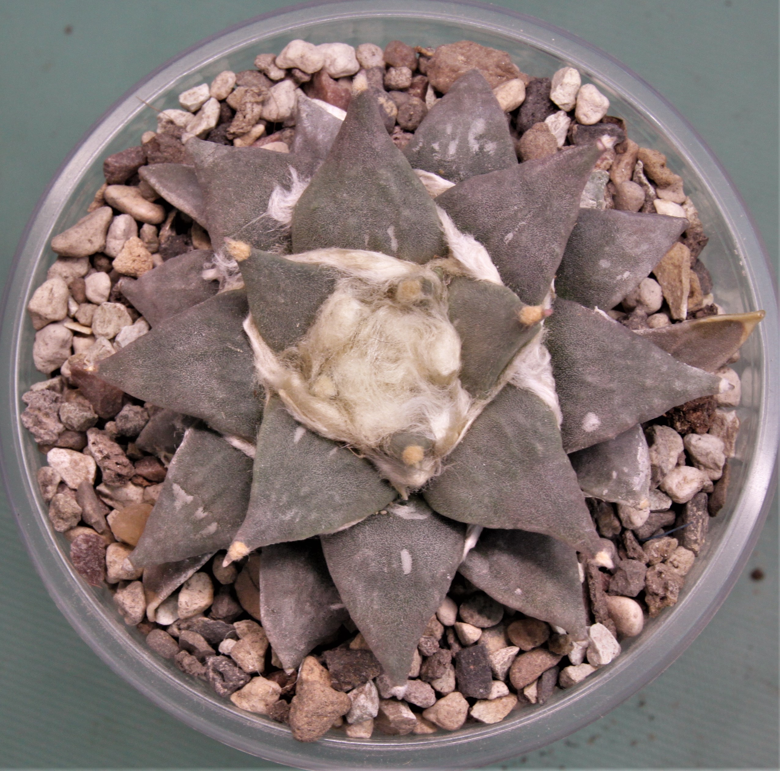 Ariocarpus retusus CH625. Marmolejos-Aramderi, N.L 2. Горшок д. 9см. 1350грн.
