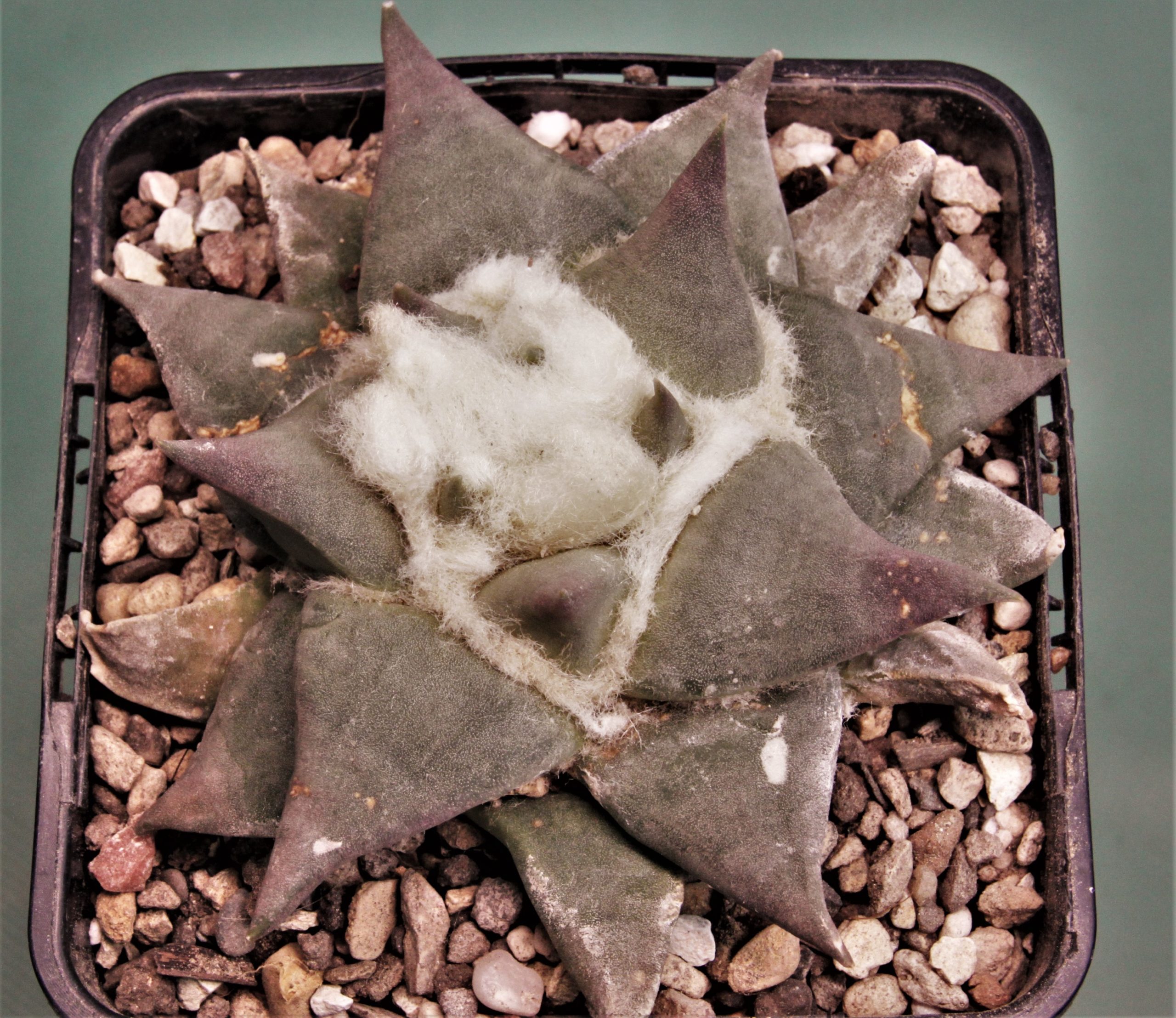 Ariocarpus retusus PP807. Paloma, Coahuila 1. Кубик 9х9см. 1500грн.