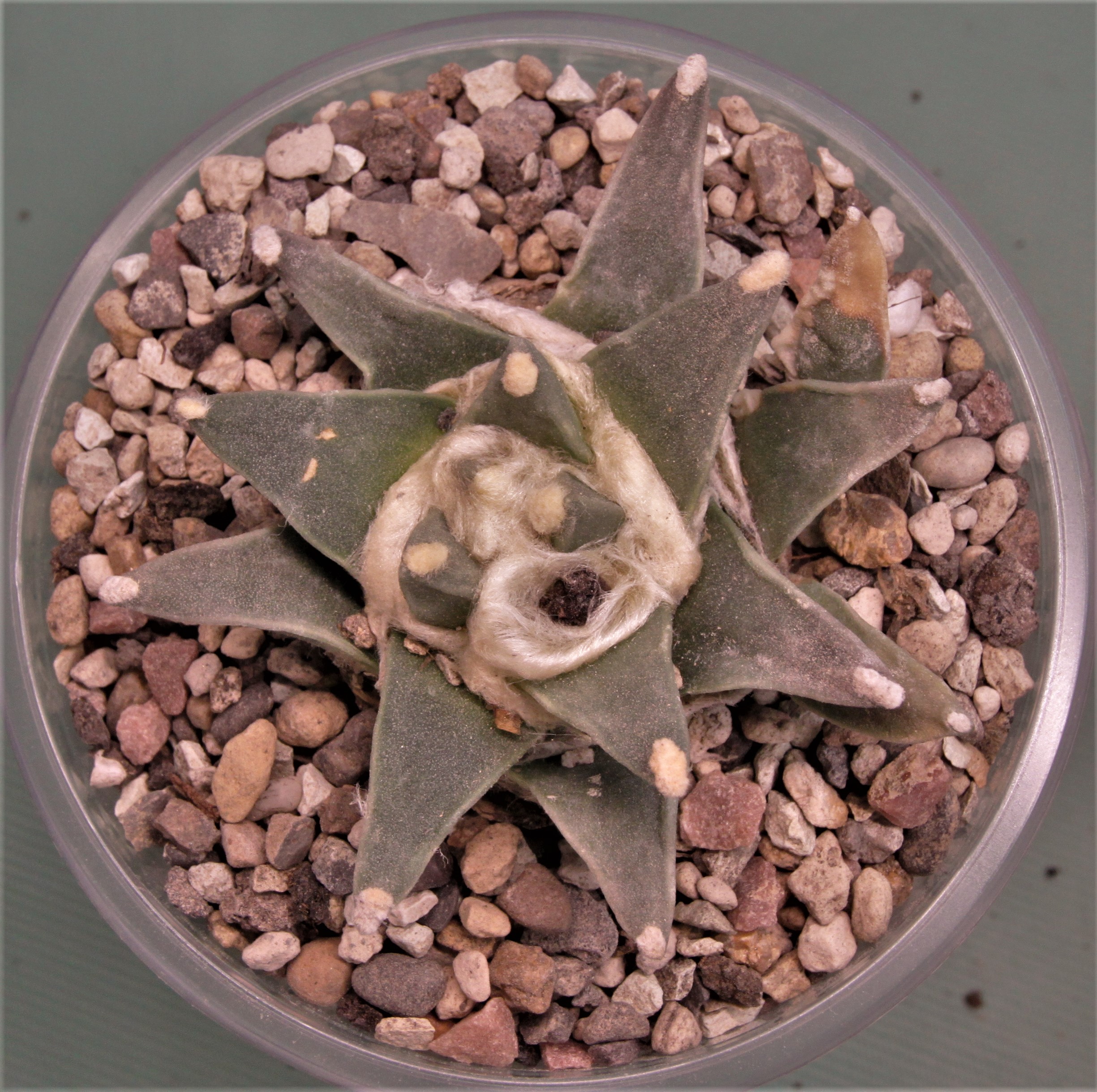 Ariocarpus retusus San Dolores, N.L. Горшок д.9см. 1100грн.