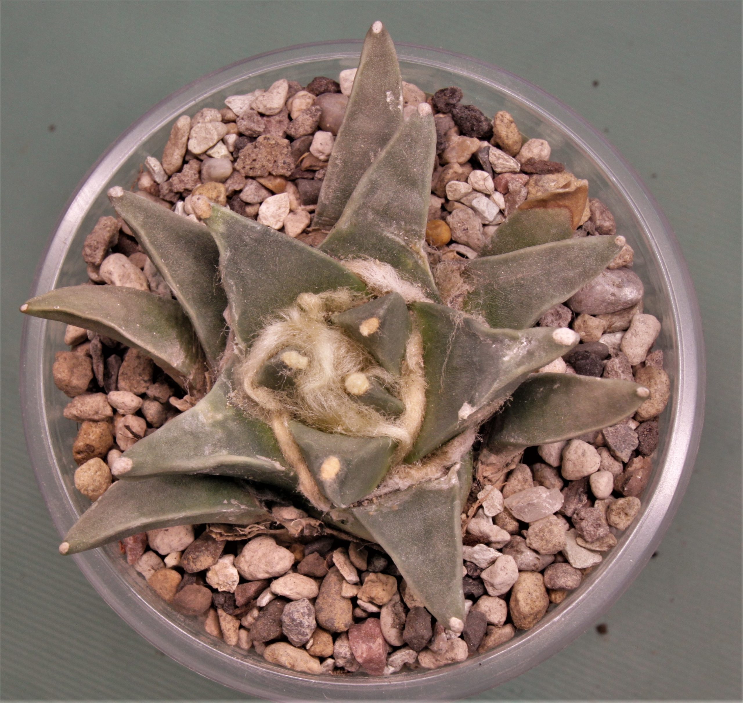 Ariocarpus retusus f. scapharostoides Santa Rita, S.L.P. 2. Горшок 9х9см. 1350грн