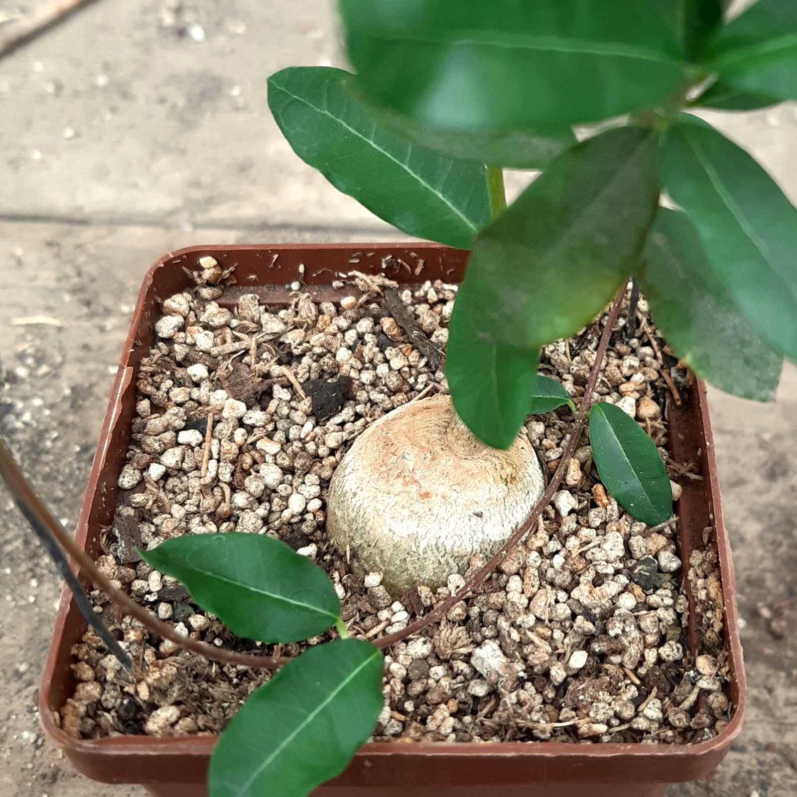 0-02-05-62806da4c5e9700a37ba2e20fa1cbf03f66aede4e3868e986b3f80e6ce506e48_2a0d02955027efd8