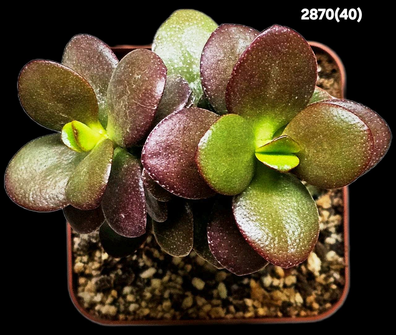 2870-1