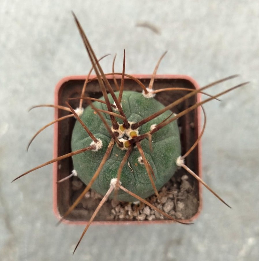 0-02-05-090a4ca4fcdc50227e664223235ad99a1a391184743c70f56cc104fff537d821_8eb81d5e4c925198