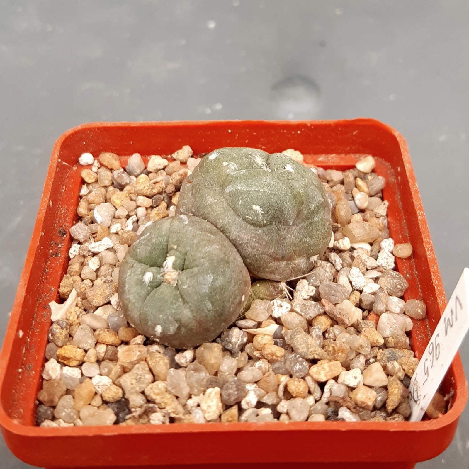 0-02-05-0bff57ea477bdb72fca0d327f1f139f0b444f71b5e3f879589966d056aff9a35_9f274fda760aea94