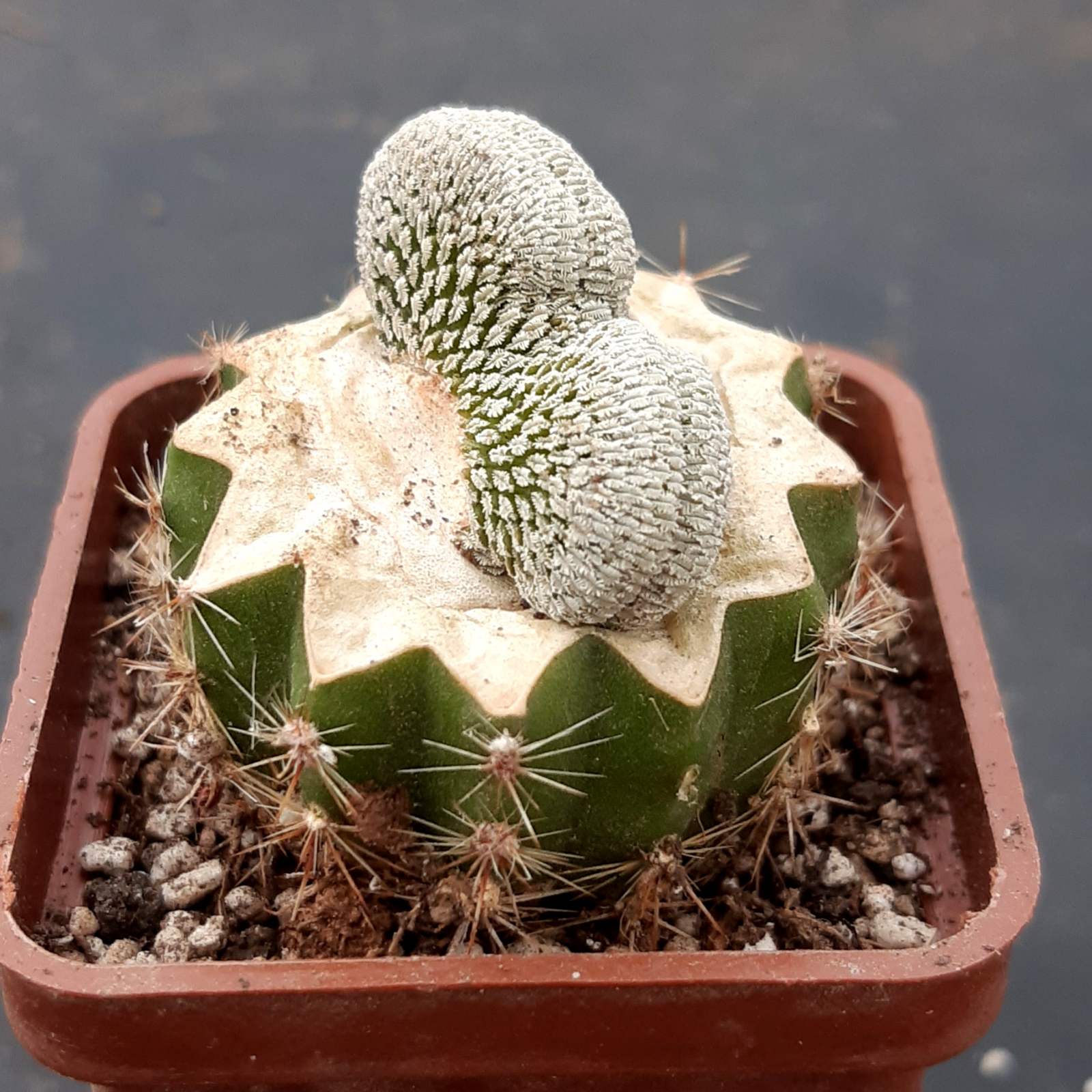 0-02-05-6b5edbc170911f84901772caba675c9488bacf47130d9cd9a2fbdf46e242168a_66715a1af5c3e31a