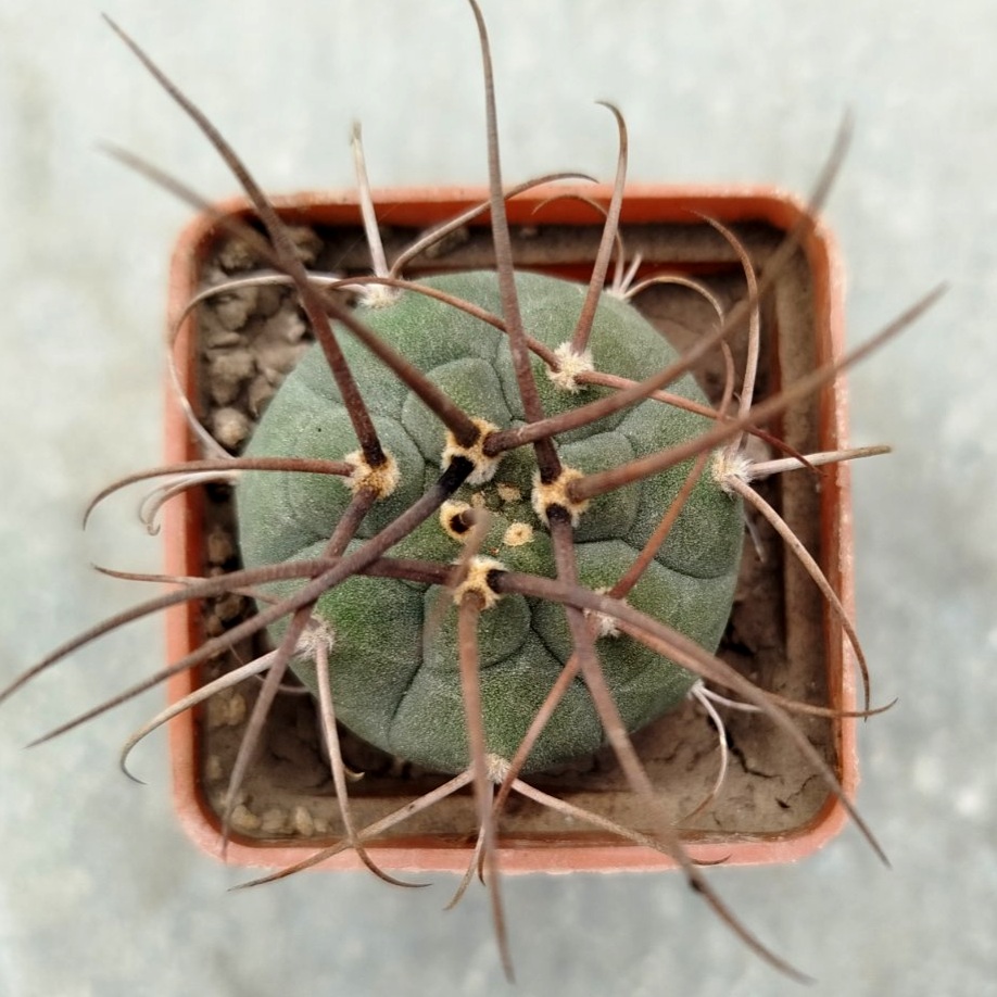 0-02-05-996debf1023d48bc71b759c7c37b41b264108de1fb4d41a08a9513ca8098df61_3557f0ce124305b9