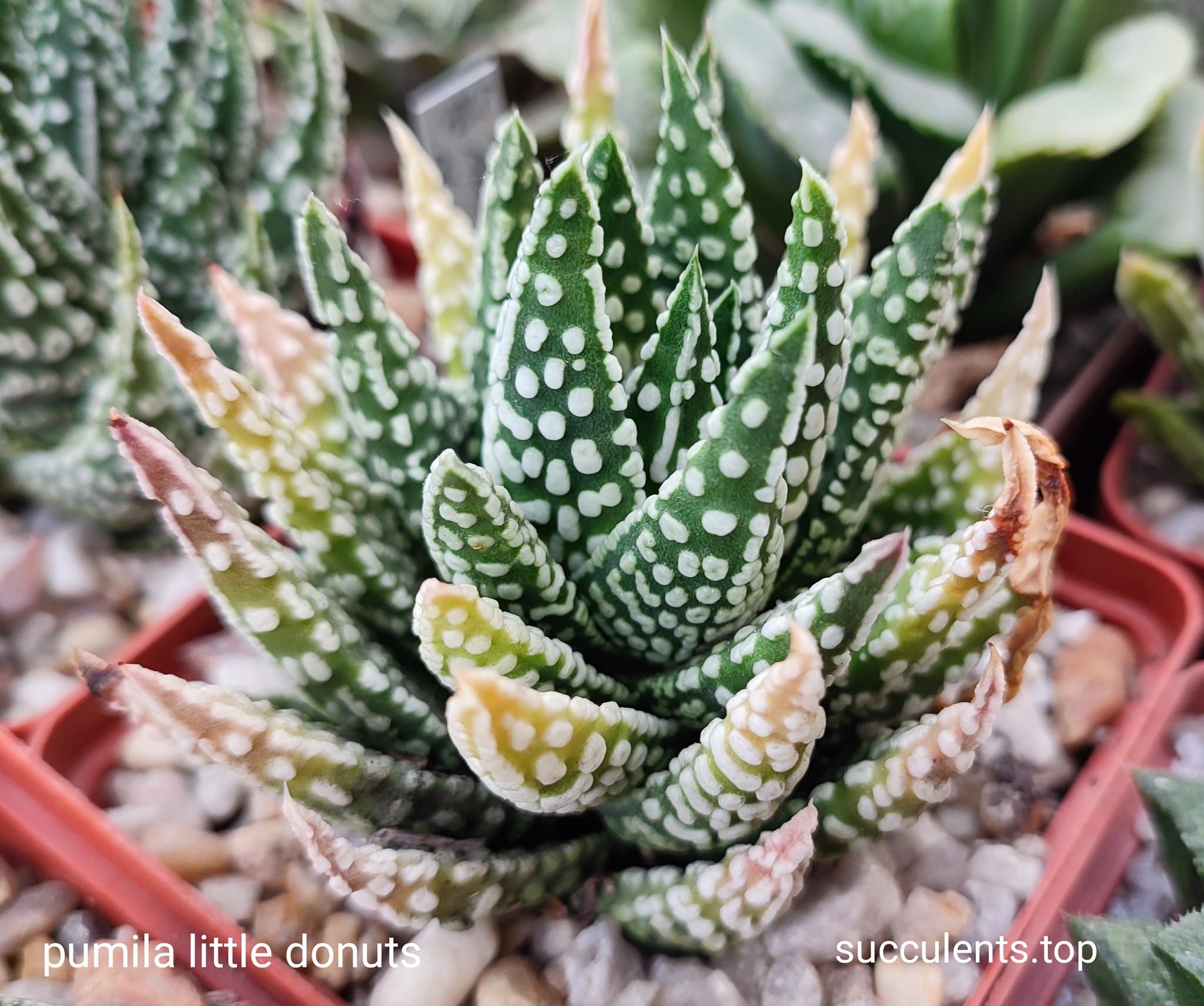 585906718_3368437713294766_3182570339018737891_n 585906718_3368437713294766_3182570339018737891_n