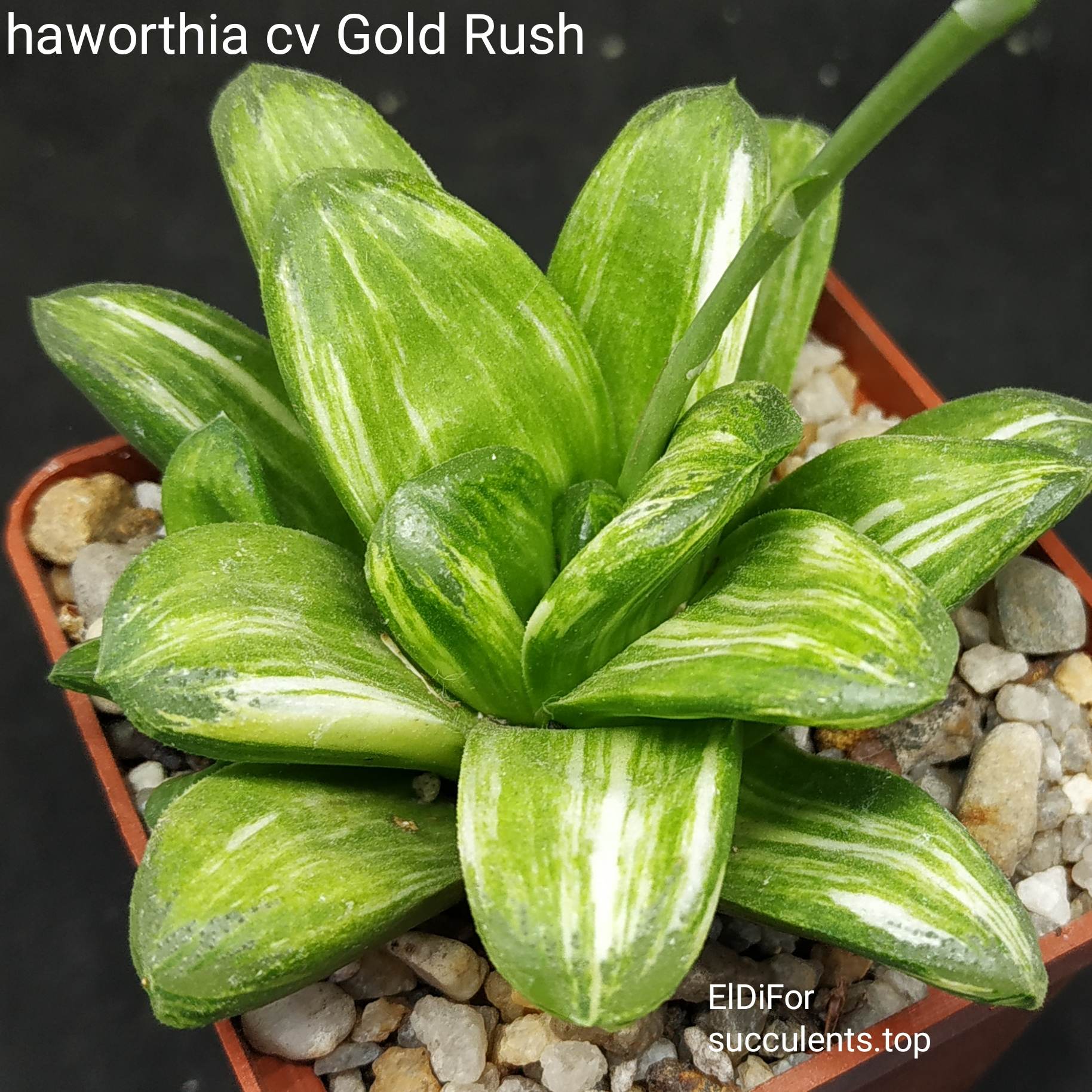 586655514_3368547803283757_1321108361834998888_n 586655514_3368547803283757_1321108361834998888_n