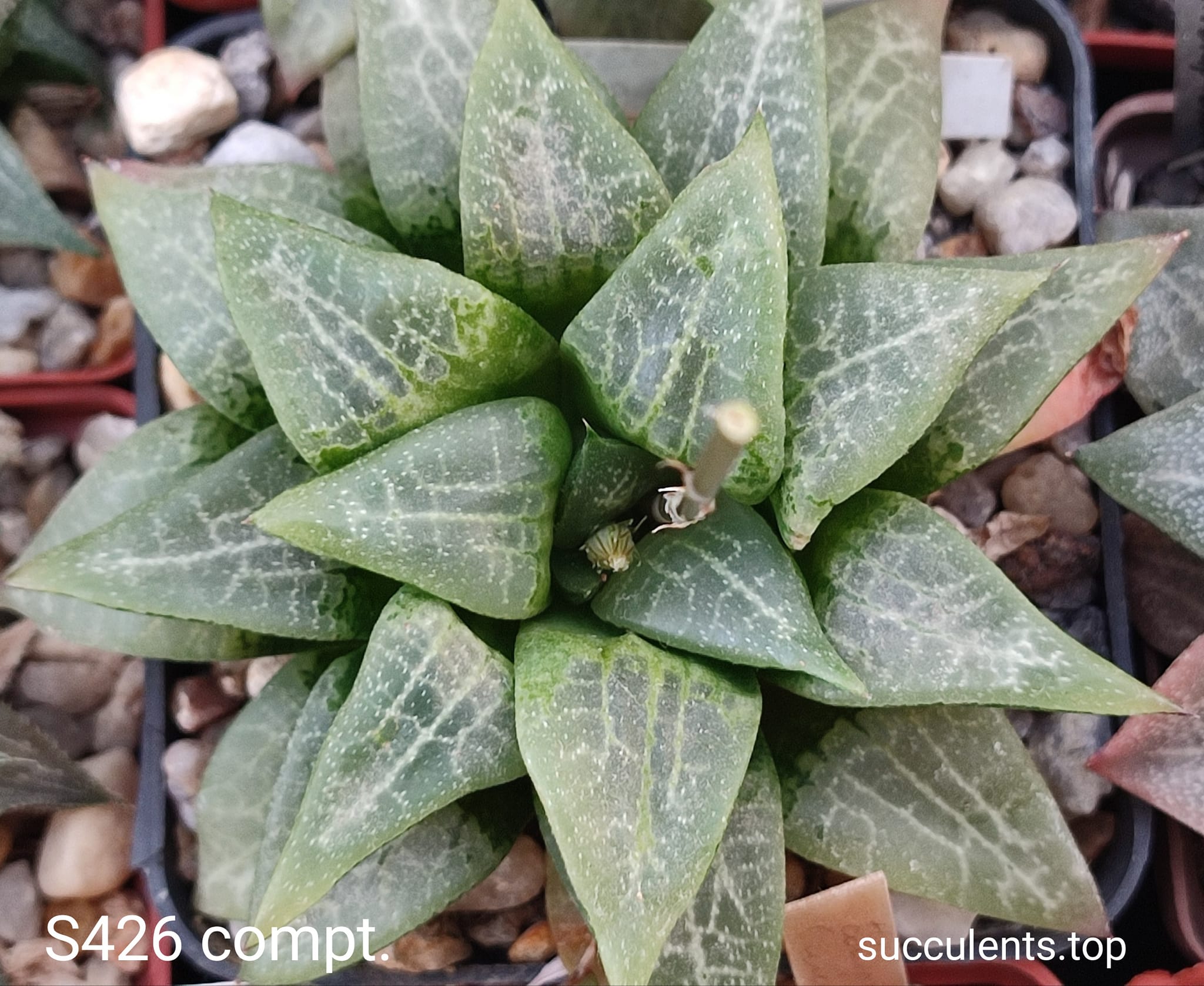 586816724_3368496056622265_4819104735523847372_n 586816724_3368496056622265_4819104735523847372_n