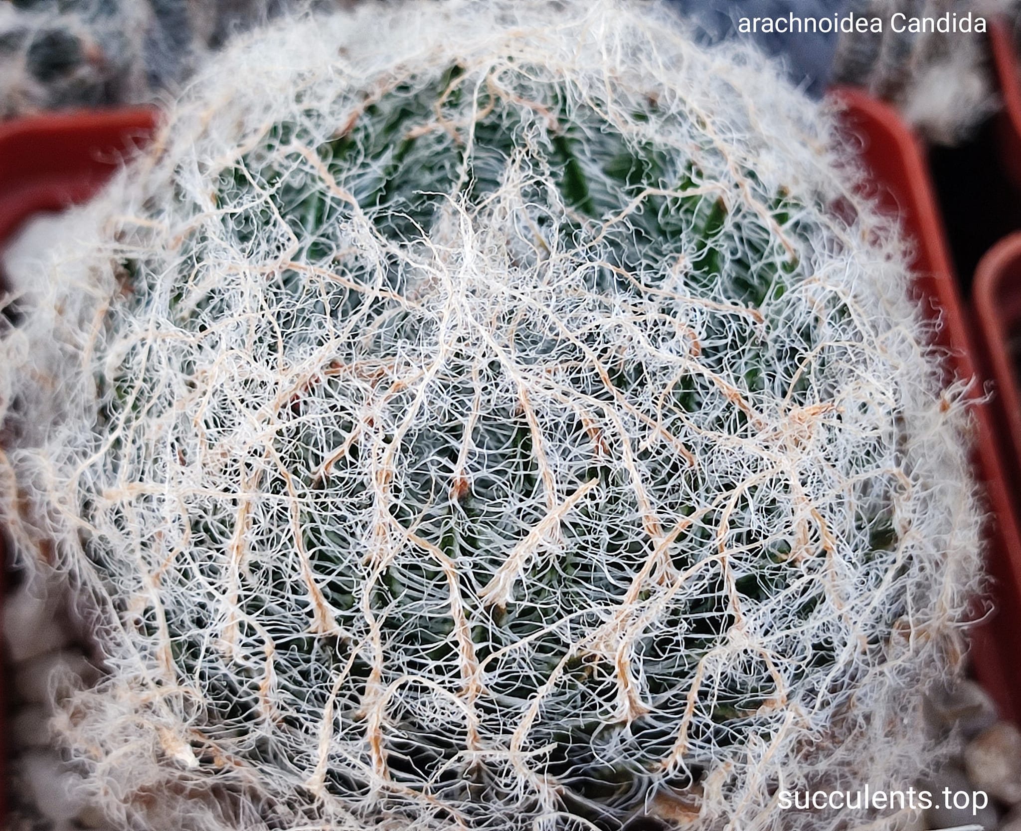 587002485_3368418983296639_5500592728692130724_n 587002485_3368418983296639_5500592728692130724_n