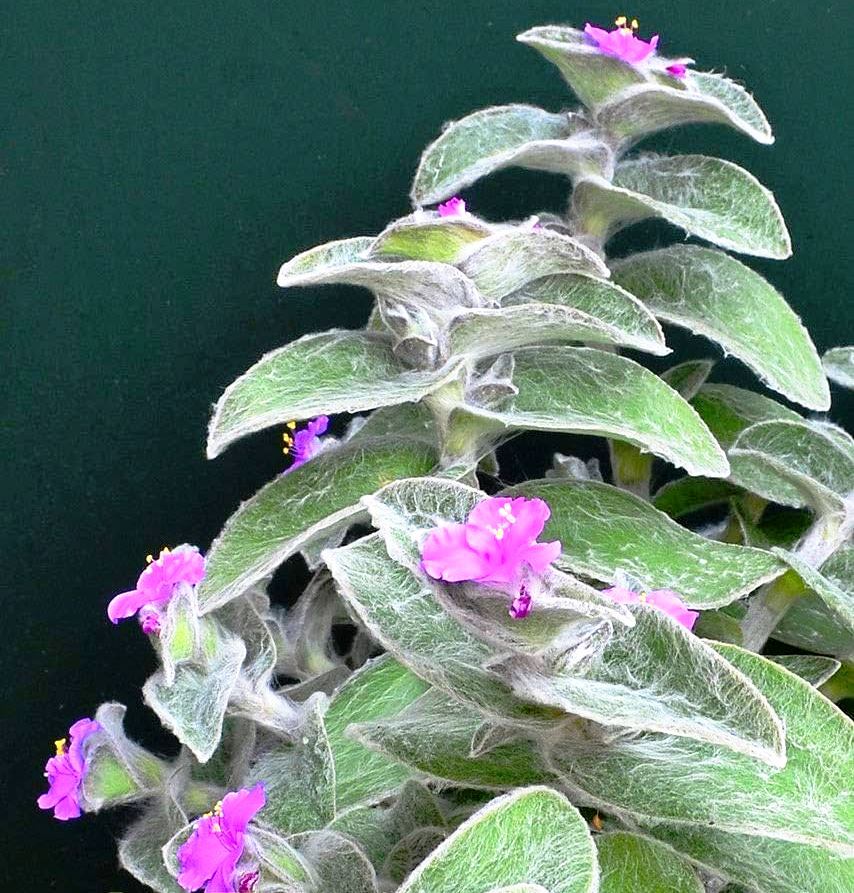 71useEAr7OL._AC_UF894,1000_QL80_