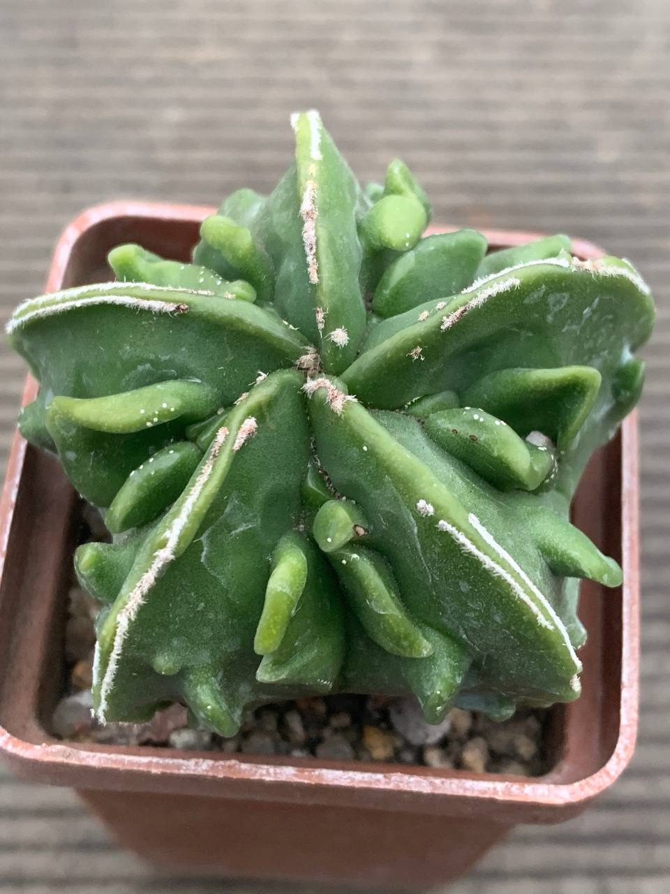 photo_13_2025-12-17_17-03-28