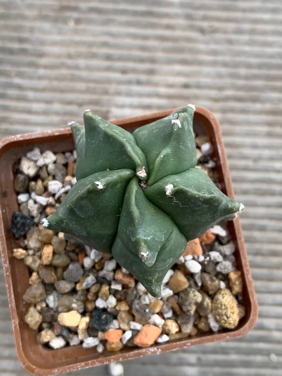 photo_18_2025-12-10_16-28-37 photo_18_2025-12-10_16-28-37