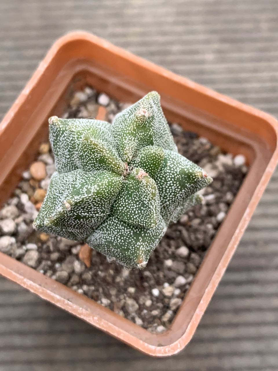 photo_26_2025-12-17_17-03-28