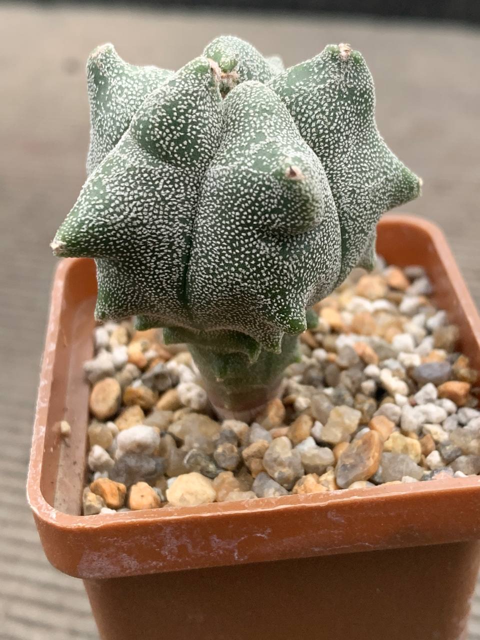 photo_3_2025-12-17_17-03-28 photo_3_2025-12-17_17-03-28