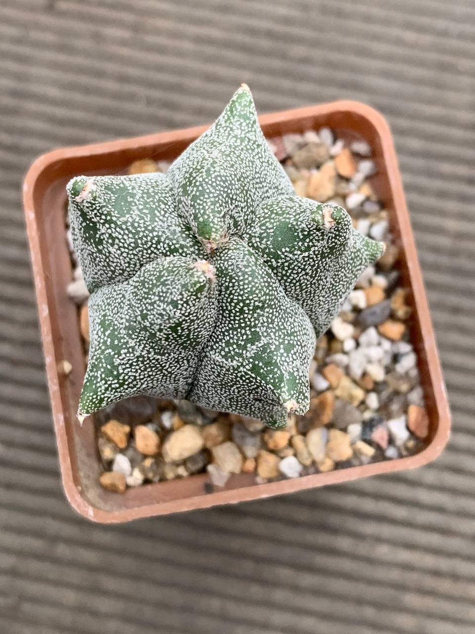 photo_4_2025-12-17_17-03-28 photo_4_2025-12-17_17-03-28