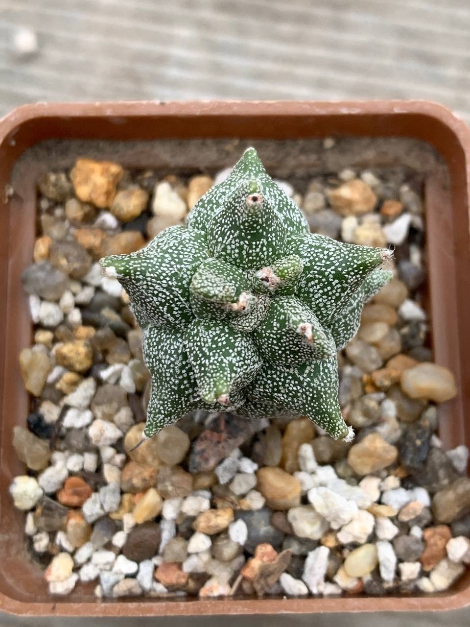 photo_52_2025-12-03_13-57-32