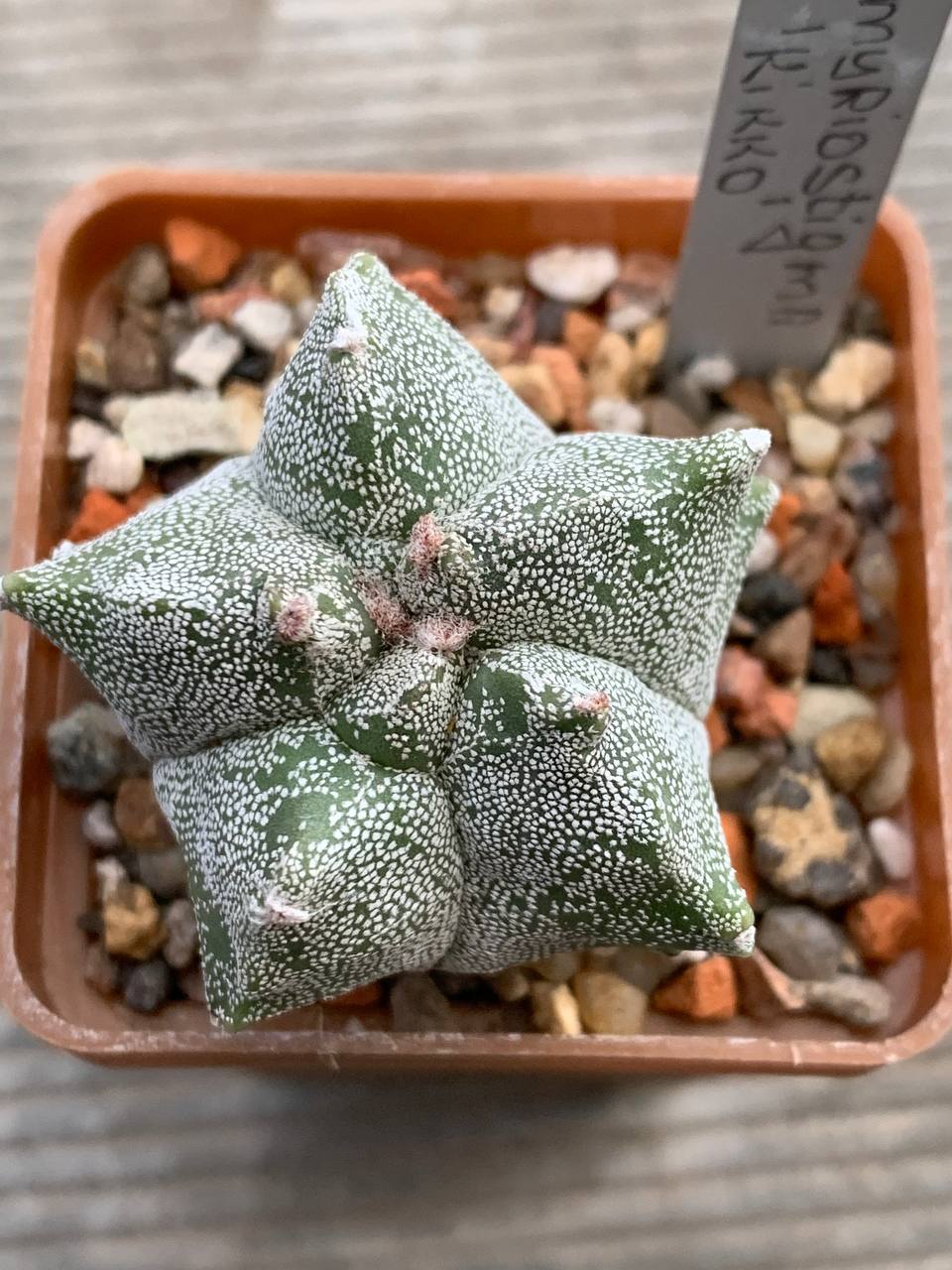 photo_9_2025-12-10_16-28-37