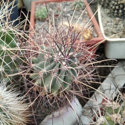 Glandulicactus wrightii SB232 -MG-