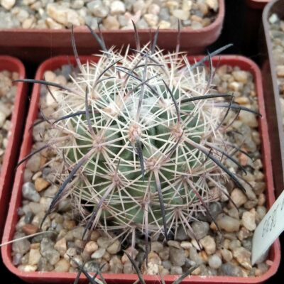 Echinomastus unguispinus SB313 -cube-6cm -своє коріння-