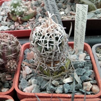 Navajoa menzelii -Arizona- cube-5cm- щепа на Тріхоцереус-