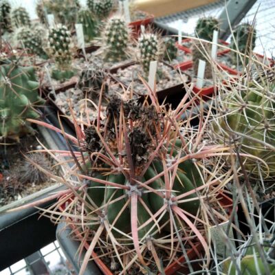 Ferocactus fordii DJF6 -cube-8cm- відбір-