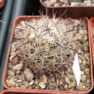 Echinomastus unguispinus SB313 -cube-6cm-своє коріння-