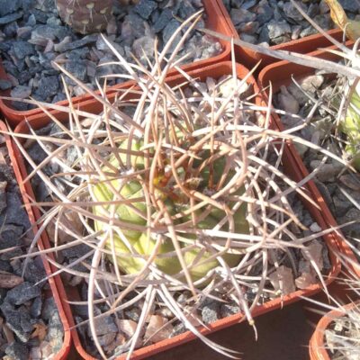 Gymnocalycium mazanense v. polycephalum -cube-7cm-