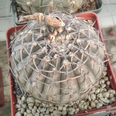Gymnocalycium bodenbenderianum silver form-cube-8cm- 20years-