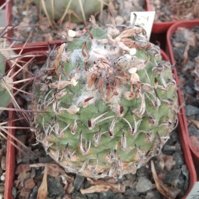 Turbinicarpus spec. Negrito- cube-7cm- біля 25 років-