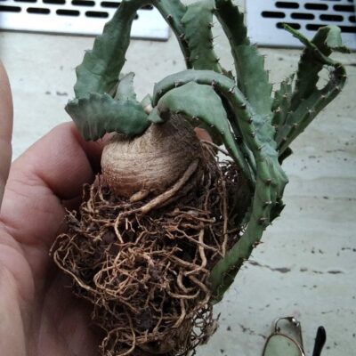 Euphorbia stellata -каудекс-4-5см-