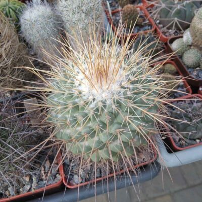 Mammillaria sonorensis -cube-8cm-
