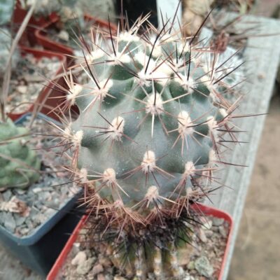Sclеrocactus glaucus - Piltz5127- cube-7cm-