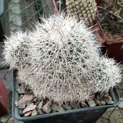 Gymnocactus horripilus ssp. kvetae -N. PROV.- -cube-8cm-25+years-